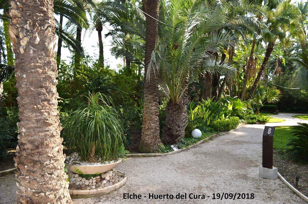 19 ELCHE HUERTO DEL CURA (60).JPG